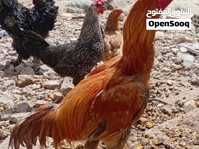 ديوك بكستاني
