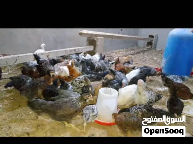 كتكوت عربى عمر شهرين رقم صاحب الرزق فى الوصف