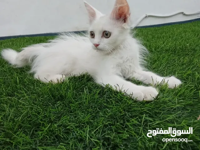 قط وقطه 15بحاله ممتازه حق التربيه للبيع بسعر مغري لعدم وجود تفرع