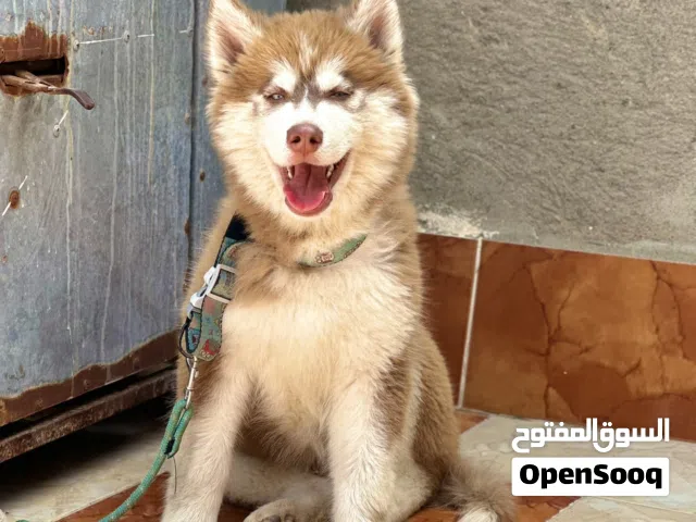 ذكر هاسكي بسم الله مشاء الله