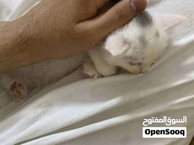 قطط شيرازي
