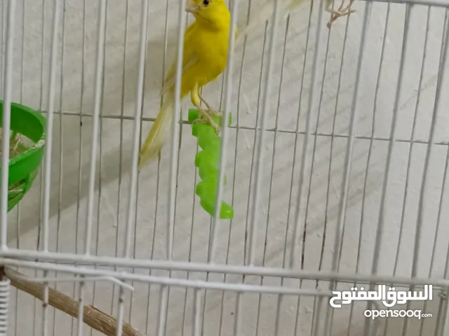 جوزين للبيع جوز ليموني وجوز اغات بالصلاه على النبي
