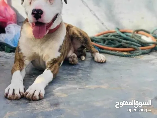 كلب بيتبول للبيع عمره سنه ونص