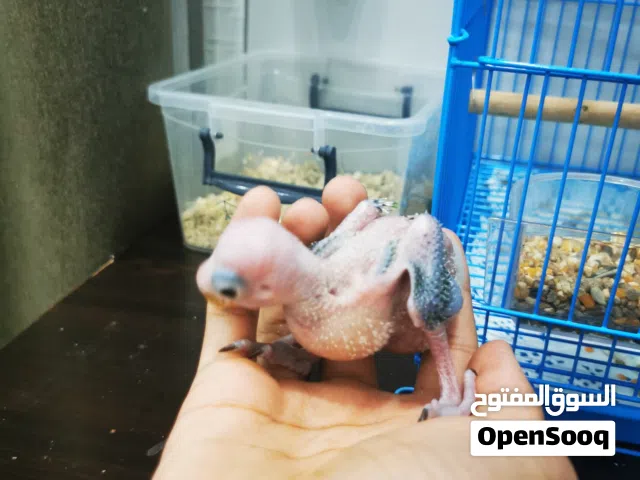 فروخ كوكتيل و دره