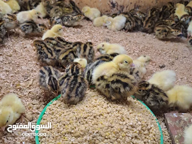 فري وبيض فري (سمان)