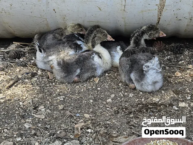 خمس صيصان وز