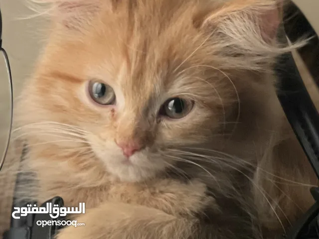 قطوه صغيره انثى و قطوه صغيره سوداء متدرج للحجز ويوجد قطط كبيره اناث وذكور الاعمار من شهر حتى 4 سنوات