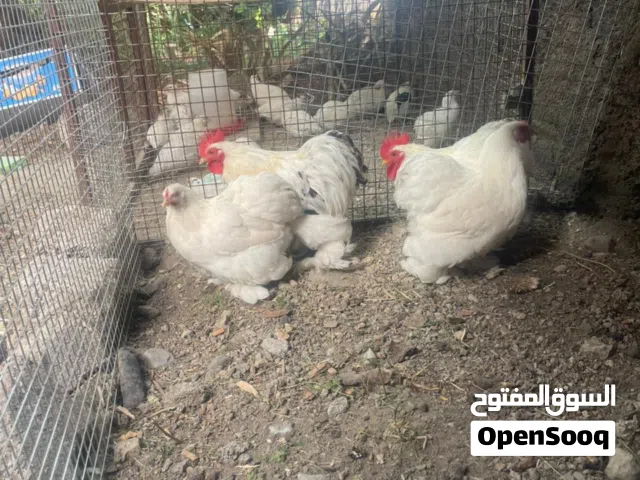 طقم كوشن القزم دجاجتين و ديك