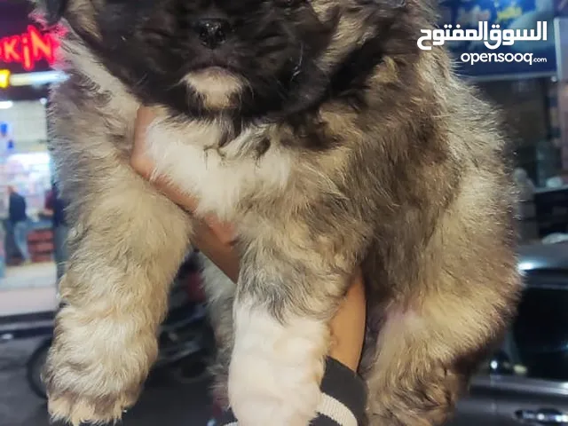 havanese puppy 45 day's mini