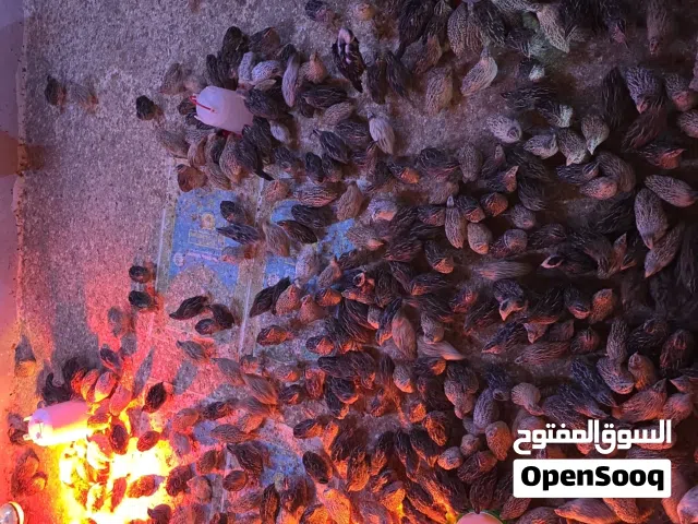 سمان عمر 50 يوم جاهز