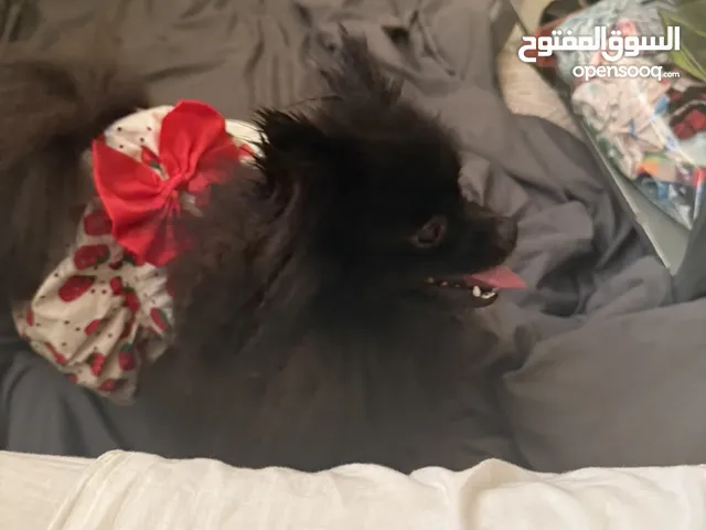 كلب بومرينان