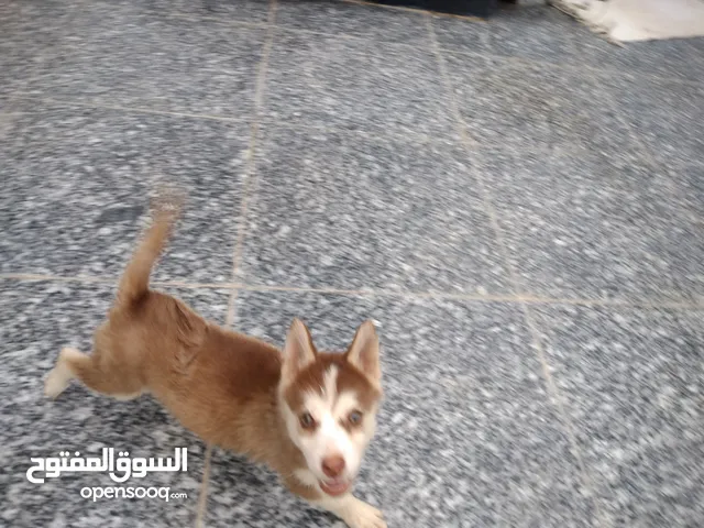 كلاب الهاسكي : الهاسكي صغير في العراق على السوق المفتوح
