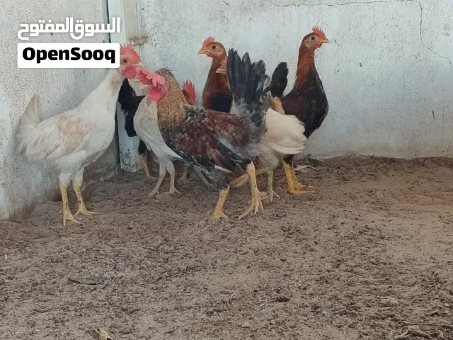 فروجات - القبلة حي المهندسين