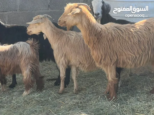 ملاحظه البيع جمله أغنام 4 وحده مع ولدها جدي + تيس ود 8 أشهر حلال طيب كل شي سليم فيهن