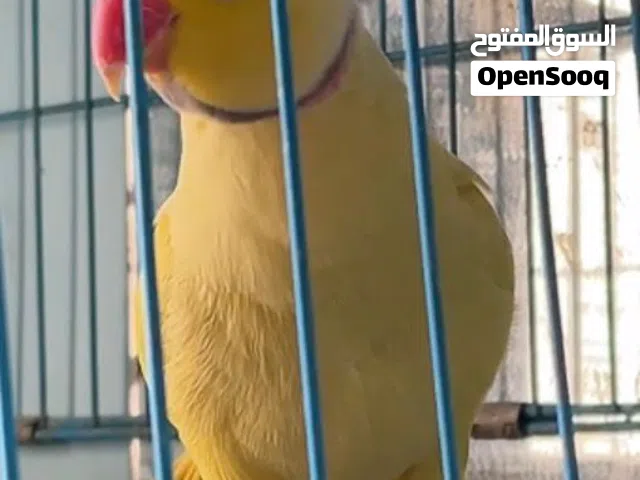 متاح فحل دره اليف اصفر  بيه كلام خير من الله  ويركص يصعد على ايد  يطي بوسه ياكل من حلك مكان ناصريه