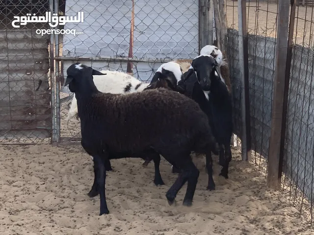 للبيع اضاحي