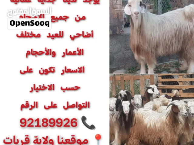 جداية حوالي اضاحي للعيد