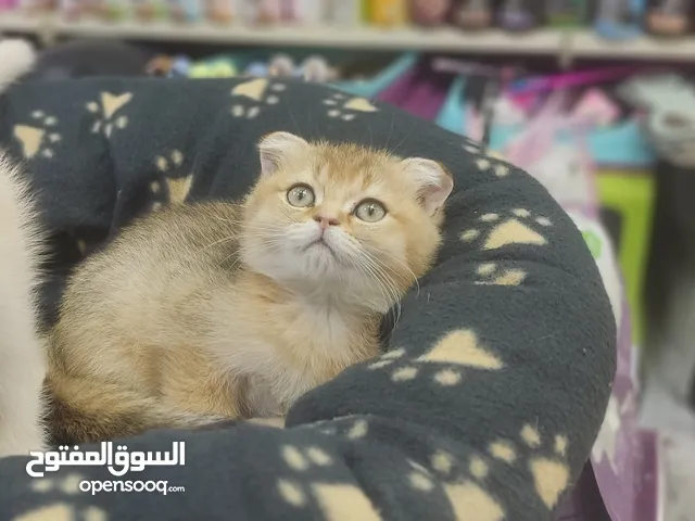 قطط سكوتش جولدن وسيلفر شيدد العمر 55 بسعر مغري