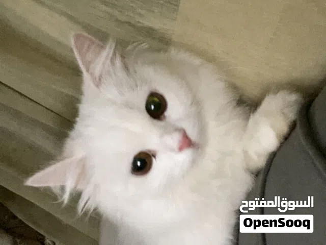 قطه للبيع  المعلومات ف الكابشن