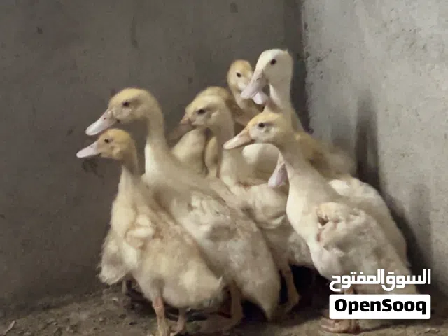 بط للبيع او البدل مع سمان  خالي من المراض