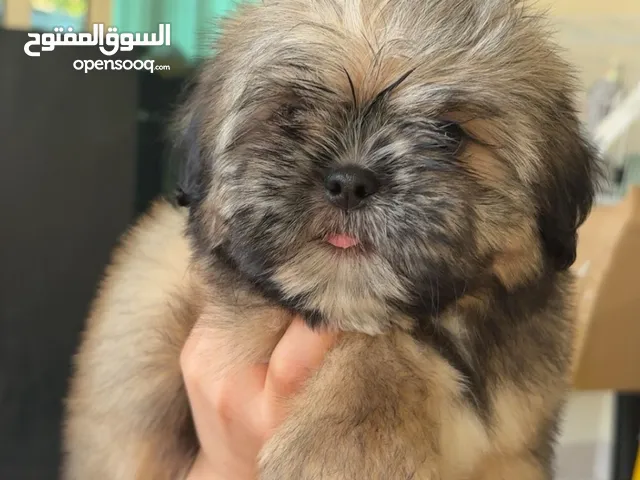 شيتزو للبيع العمر شهرين