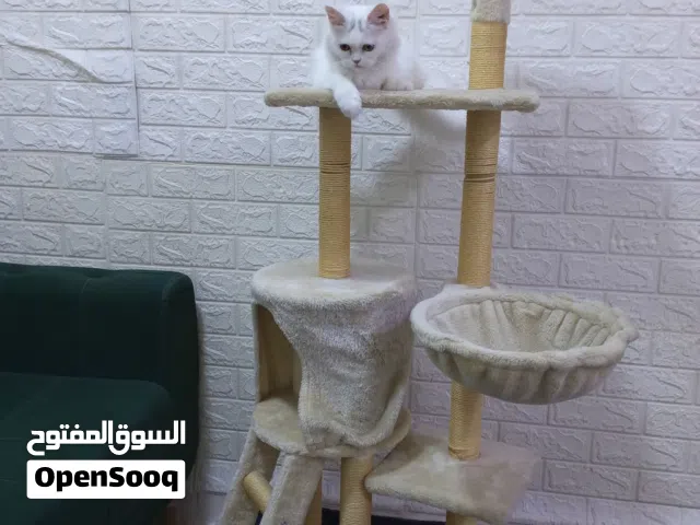 قطه شيرازي للتبني لعدم التفرغ