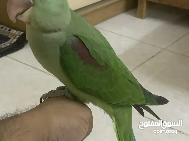 Alexandrine, Nepali Parrot الببغاء الكسندرين النيبالي