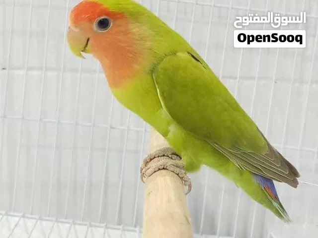 عصفور روز للبيع ربي يبارك السعر ساوم