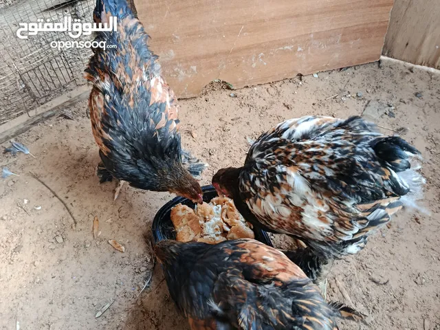 سلام عليكم فراريج 3براهما سبرايت احمر للبيع عمر 4شهور ونص