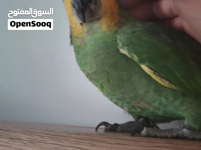 ببغاء امازون اورانج وينجز متكام مع ببغاء دره نيبالي