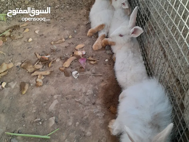للبيع ارانب فرنسيات