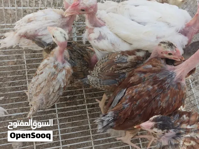 السلام عليكم بيض دجاج عرب ابوركيبه