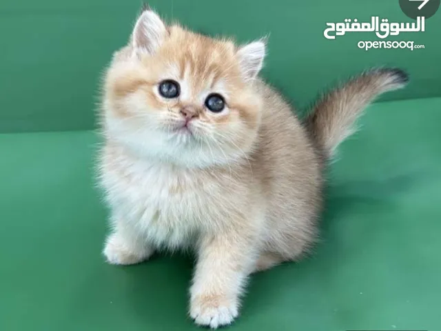 بدي قطط نفس هدول بسعر 50او 60 لو سمحتو يلي عندو نفسهم يبعتلي بس يكون عمرهم 1شهر او شهرين