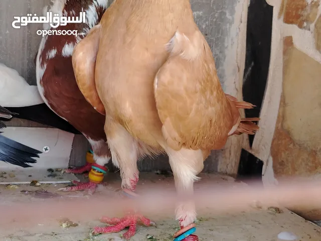 خمس فحول ضرب