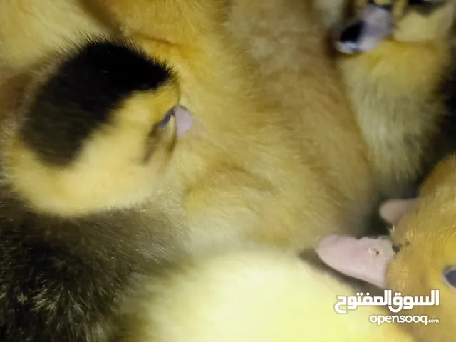 بطبوط صار متوفر عنا