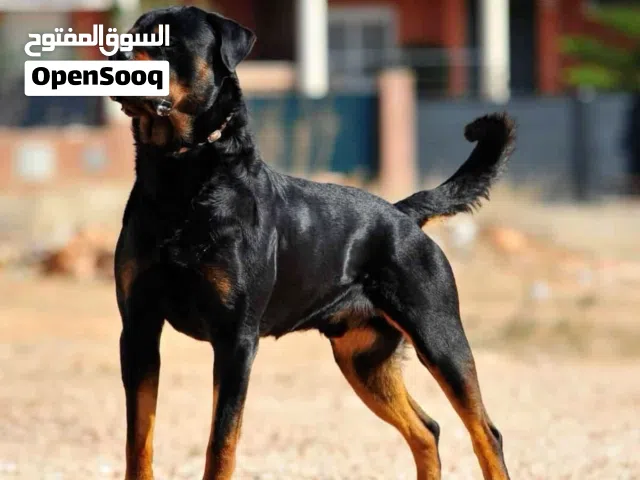 مطلوب كلب روت وايلر بيور