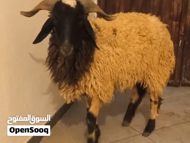 خروف للبيع
