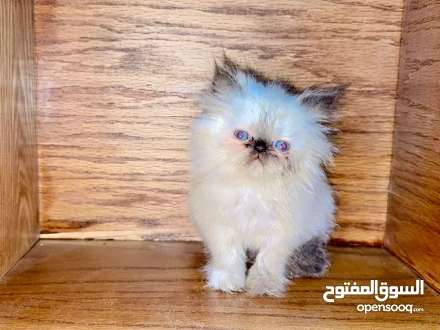 قطط هملابا. ما شاء الله لعب انثى وذكر