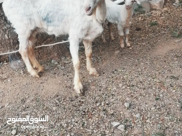 شاه جاموديه مع بنتها