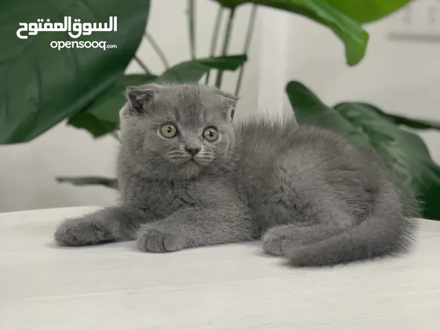 قطط سكوتش فولد وستريت اقل سعر لهاد النوع للجادين فقط