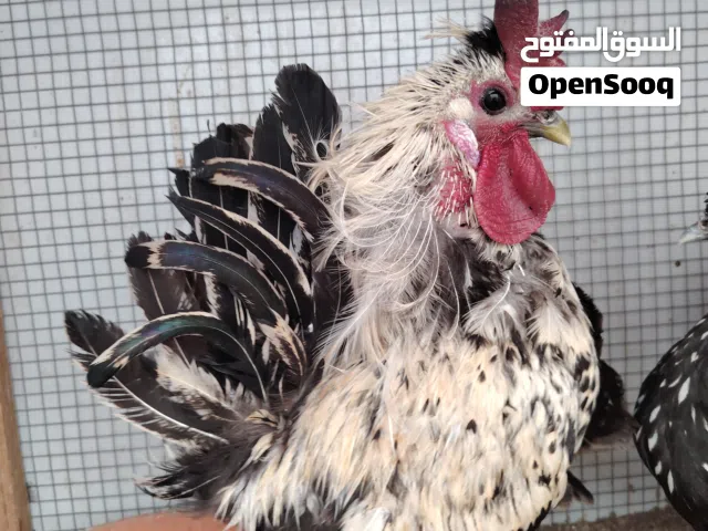 للبيع ديك حبحب حساوي منتج