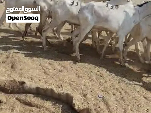 اغنام صوماليه للبيع