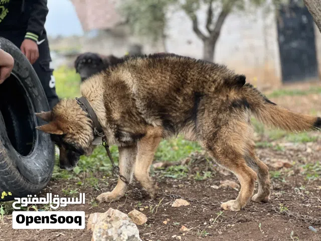(السيبل )German Shepherd Sable(الذئب)