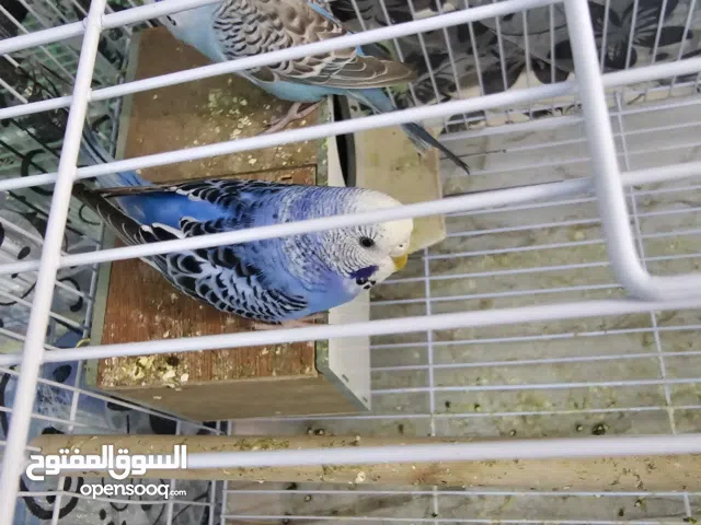 Budgie Pair for Sale