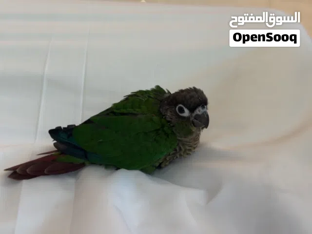كنيور قرين شيك ربوه