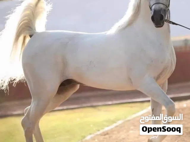 مهر عربي واهو