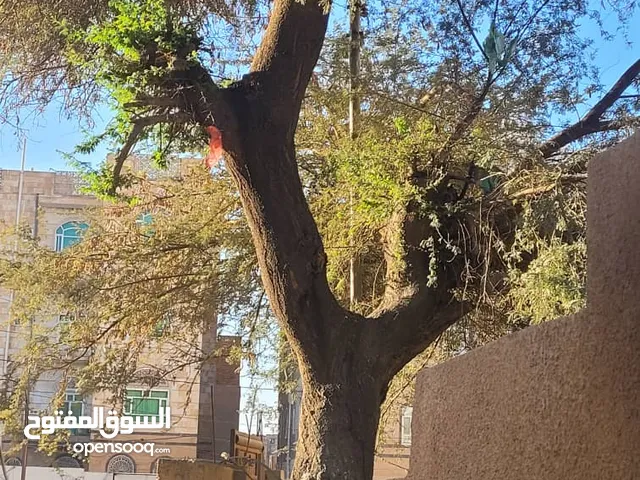 شراء وتقطيع الاشجار بجميع انواعها