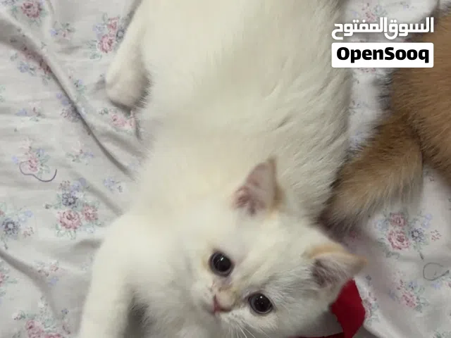 سكوتش انثى