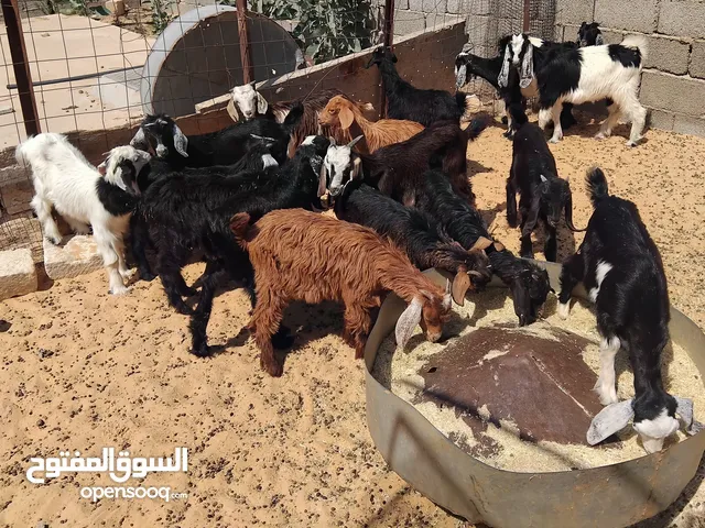 بسم الله توكلنا على الله يوجد لدينا جديان العدد حوالي 12 معاهم عنايق العدد حوالي 5 مع بعض 17 للبيع