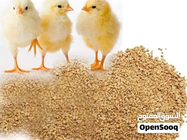 بطل للبيع صغيرة ولد الولد والبنت عمر سنتين والبنت سنة واحدة